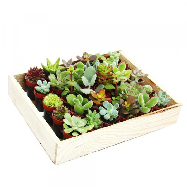 Sukkulenten Megamix 30 Pflanzen im 3,5cm Topf Sukkulenten Megamix 30 Pflanzen im 3,5cm Topf