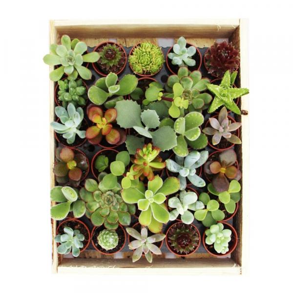 Sukkulenten Megamix 30 Pflanzen im 3,5cm Topf Sukkulenten Megamix 30 Pflanzen im 3,5cm Topf