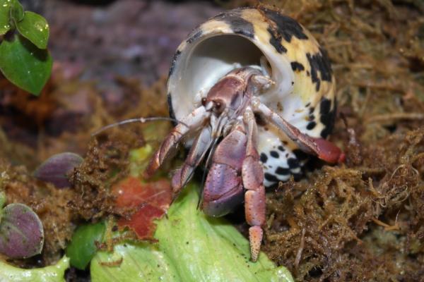 Coenobita clypeatus - Landeinsiedlerkrebs, large