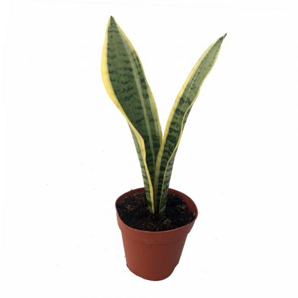Sansevieria laurentii Sansevieria laurentii