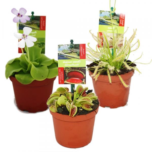 Fleischfressende Pflanzen 3er Set Fleischfressende Pflanzen 3er Set