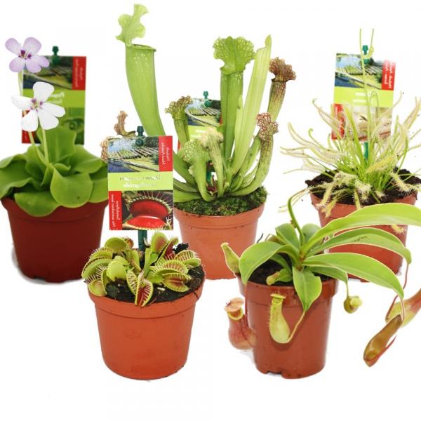 Fleischfressende Pflanzen 5er Set Fleischfressende Pflanzen 5er Set