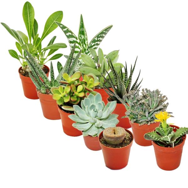 Sukkulentenmix 10 Pflanzen im 5,5cm Topf Sukkulentenmix 10 Pflanzen im 5,5cm Topf
