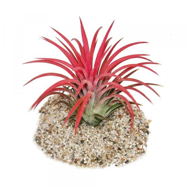 Tilandsienmix 3er Set "Red" Tilandsienmix 3er Set "Red"